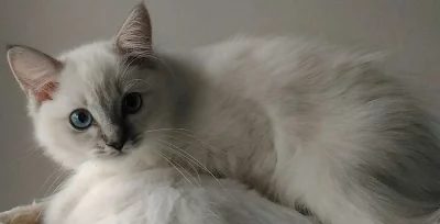 Ragdoll koťátko kočička.