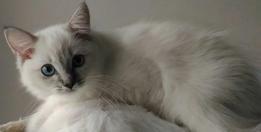 Ragdoll koťátko kočička.