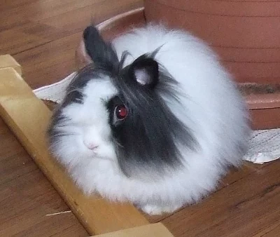 Teddy králičí holčička