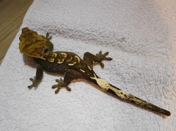 Pagekon řasnatý - Rhacodactylus ciliatus
