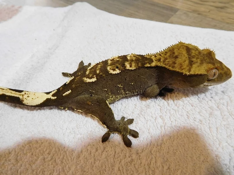Pagekon řasnatý - Rhacodactylus ciliatus