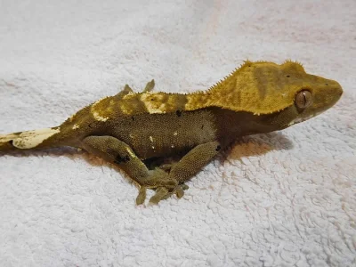Pagekon řasnatý - Rhacodactylus ciliatus