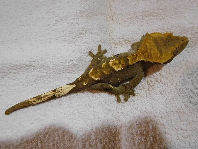 Pagekon řasnatý - Rhacodactylus ciliatus