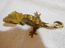 Pagekon řasnatý - Rhacodactylus ciliatus