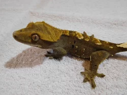 Pagekon řasnatý - Rhacodactylus ciliatus