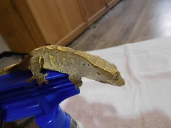 Pagekon řasnatý - Rhacodactylus ciliatus