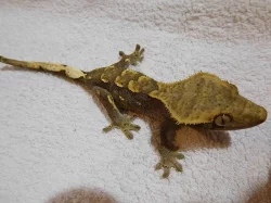 Pagekon řasnatý - Rhacodactylus ciliatus