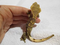 Pagekon řasnatý - Rhacodactylus ciliatus