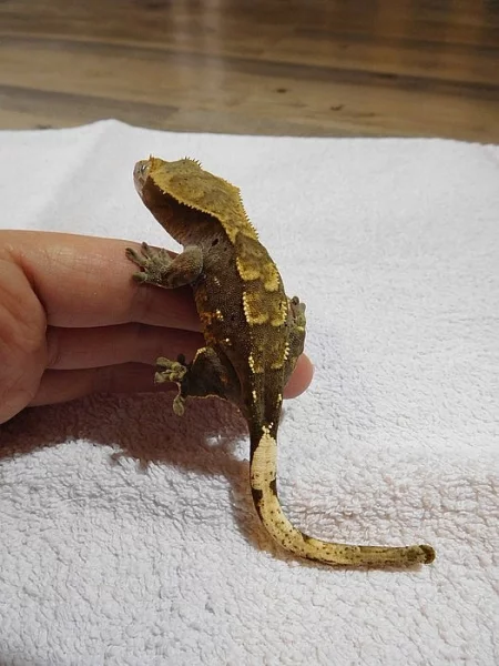 Pagekon řasnatý - Rhacodactylus ciliatus