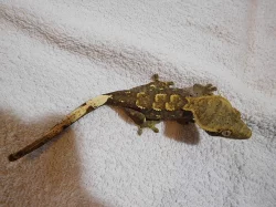 Pagekon řasnatý - Rhacodactylus ciliatus