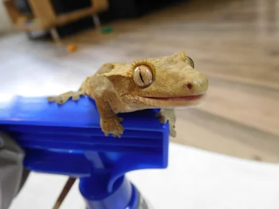 Pagekon řasnatý - Rhacodactylus ciliatus