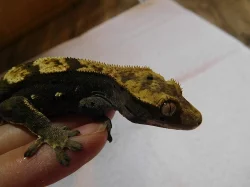 Pagekon řasnatý - Rhacodactylus ciliatus