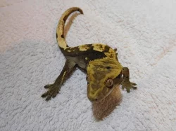 Pagekon řasnatý - Rhacodactylus ciliatus