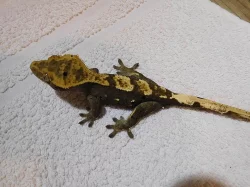 Pagekon řasnatý - Rhacodactylus ciliatus