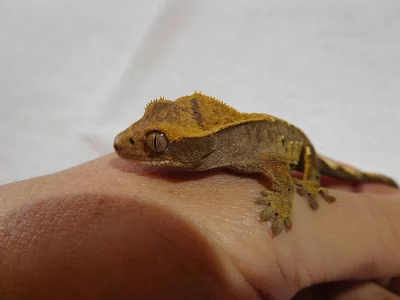Pagekon řasnatý - Rhacodactylus ciliatus