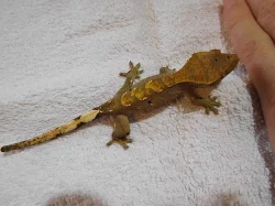 Pagekon řasnatý - Rhacodactylus ciliatus