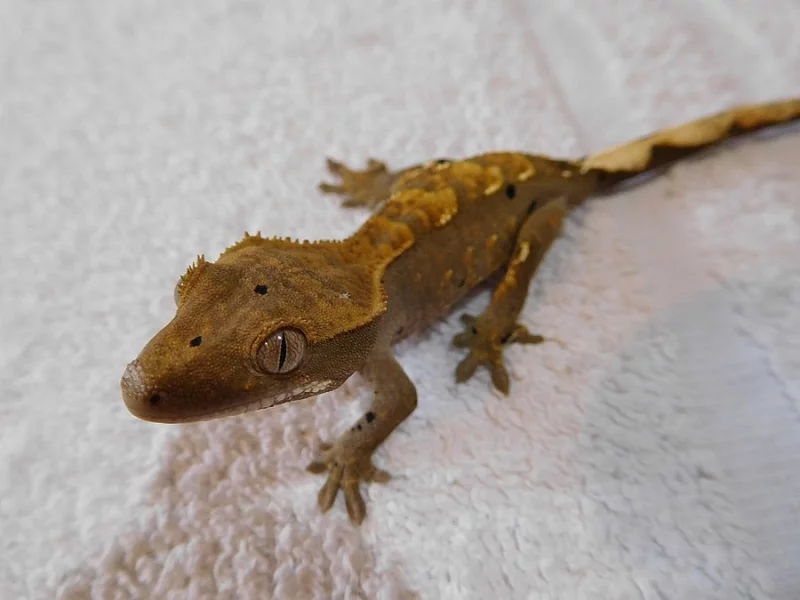 Pagekon řasnatý - Rhacodactylus ciliatus