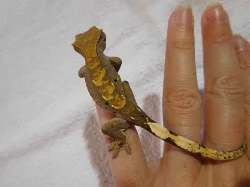 Pagekon řasnatý - Rhacodactylus ciliatus