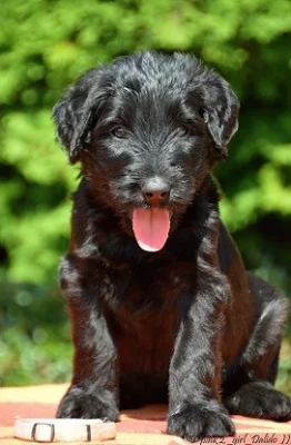Briard s PP - černá štěňata