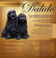 Briard s PP - černá štěňata