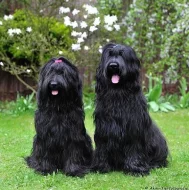 Briard s PP - černá štěňata