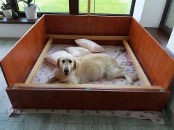 Zlatý Retriever (retrívr) – přijímáme rezervace vrh E