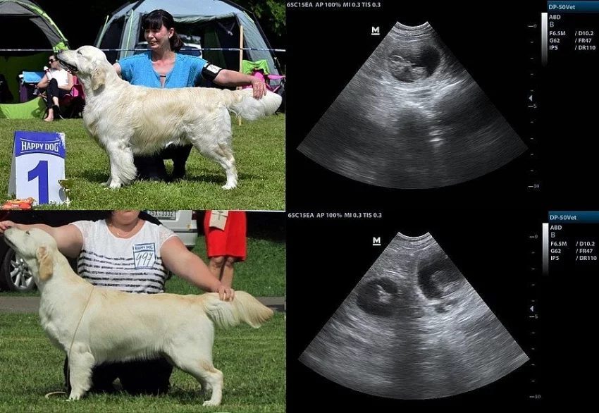 Zlatý Retriever (retrívr) – přijímáme rezervace vrh E