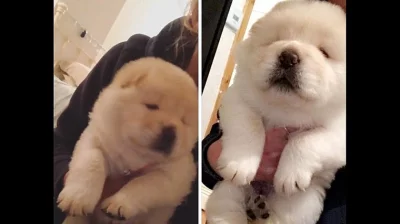 Velmi krásné AKC registrované Chow Chow PUPPY