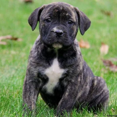 African Boerboel Mix Puppies