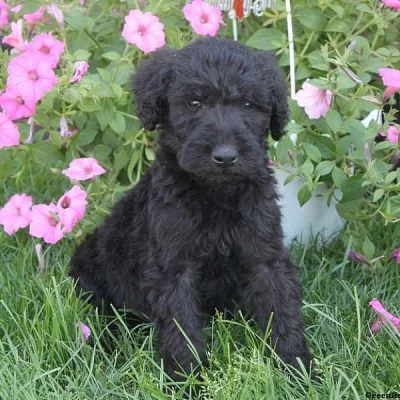 Airedoodle Puppies