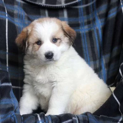 Akbash Puppies