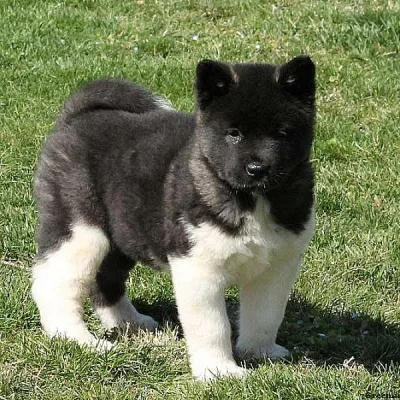 Akita Puppies