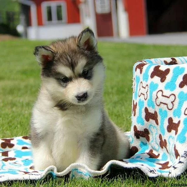 Alaskan Malamute Puppies