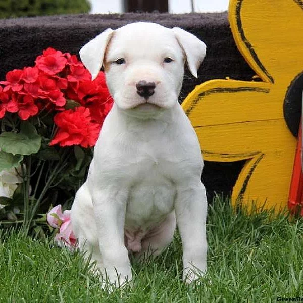 American Bulldog Puppies