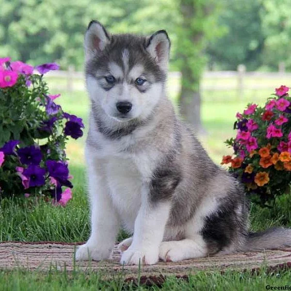 Alaskan Malamute Mix Puppies