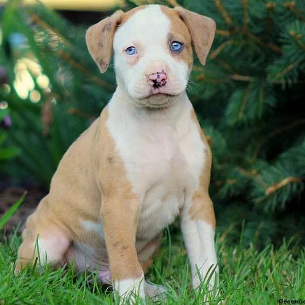 American Bulldog Mix Puppies