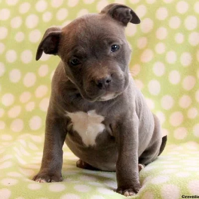 American Bully Puppies