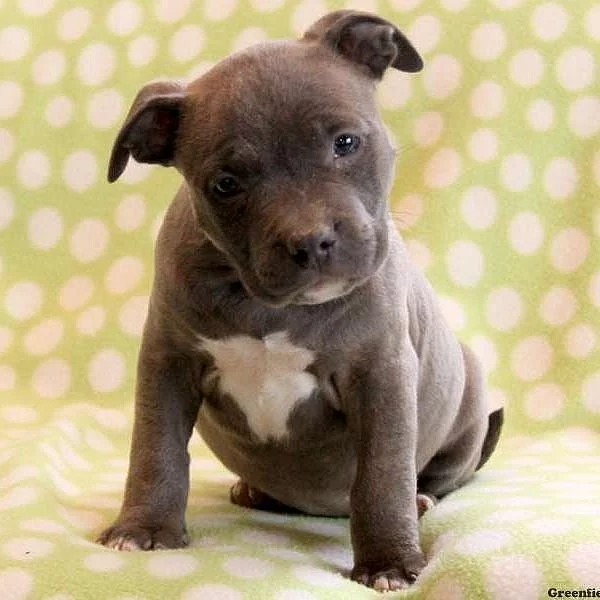 American Bully Puppies