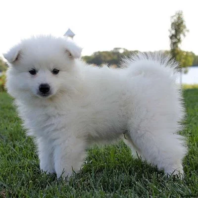 American Eskimo Puppies