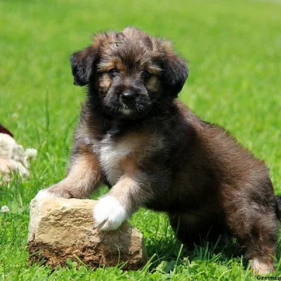 Australian Shepherd Mix-Miniature