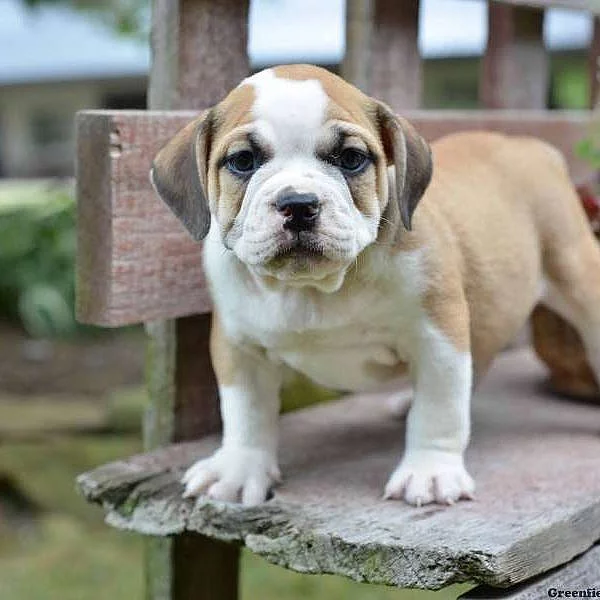Beabull Puppies