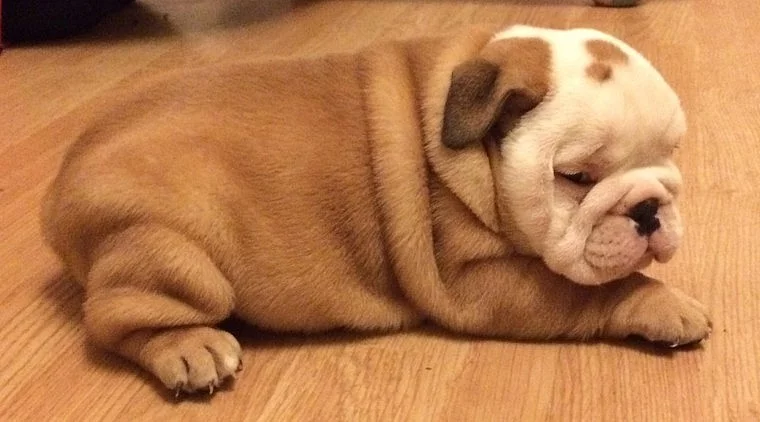 Available English bulldog puppies