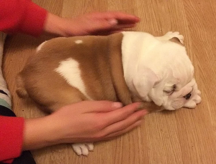 Available English bulldog puppies