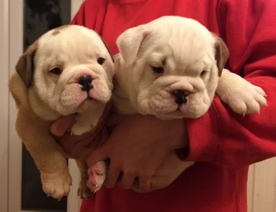 Available English bulldog puppies
