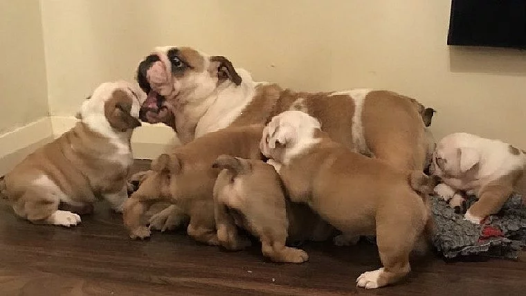 Available English bulldog puppies