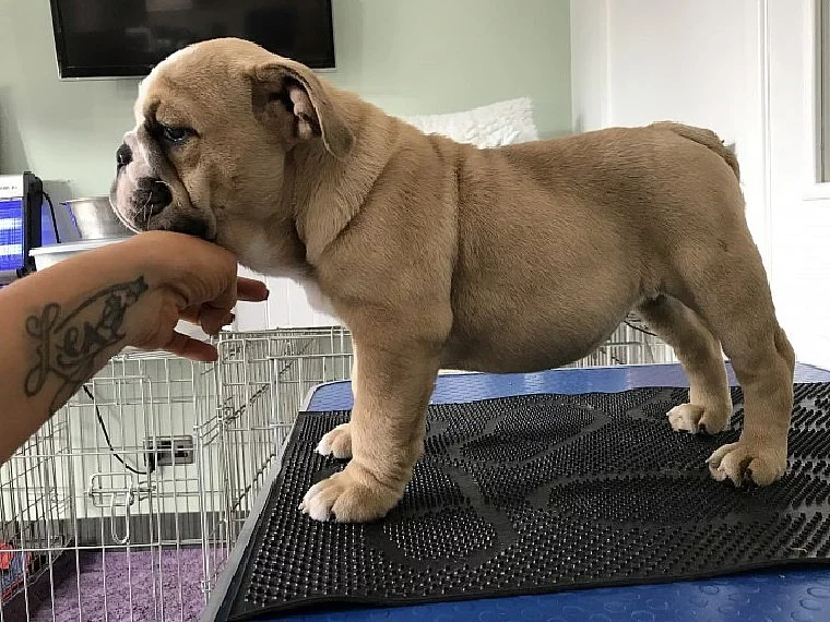Available English bulldog puppies