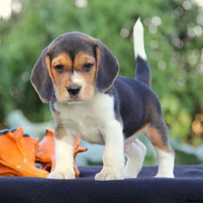 Beagle Puppies