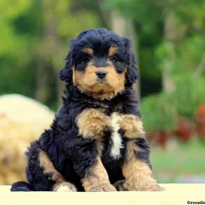Bernedoodle-Miniature