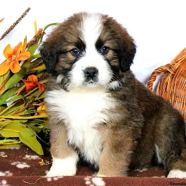 Bernese Mountain Dog Mix
