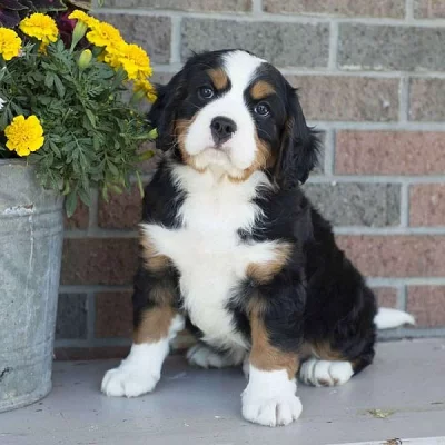 Bernese Mountain Dog-Miniature